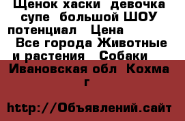 Щенок хаски, девочка супе, большой ШОУ потенциал › Цена ­ 50 000 - Все города Животные и растения » Собаки   . Ивановская обл.,Кохма г.